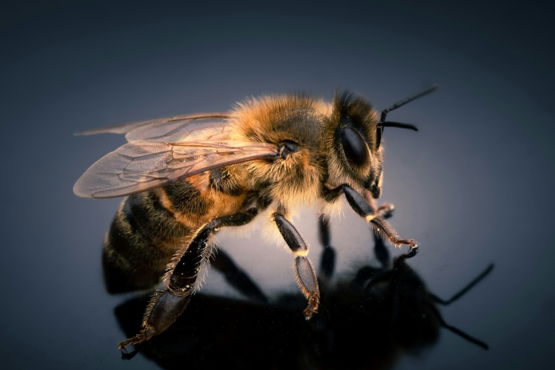 black and yellow bee in close up photography